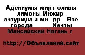 Адениумы,мирт,оливы,лимоны,Инжир, антуриум и мн .др - Все города  »    . Ханты-Мансийский,Нягань г.